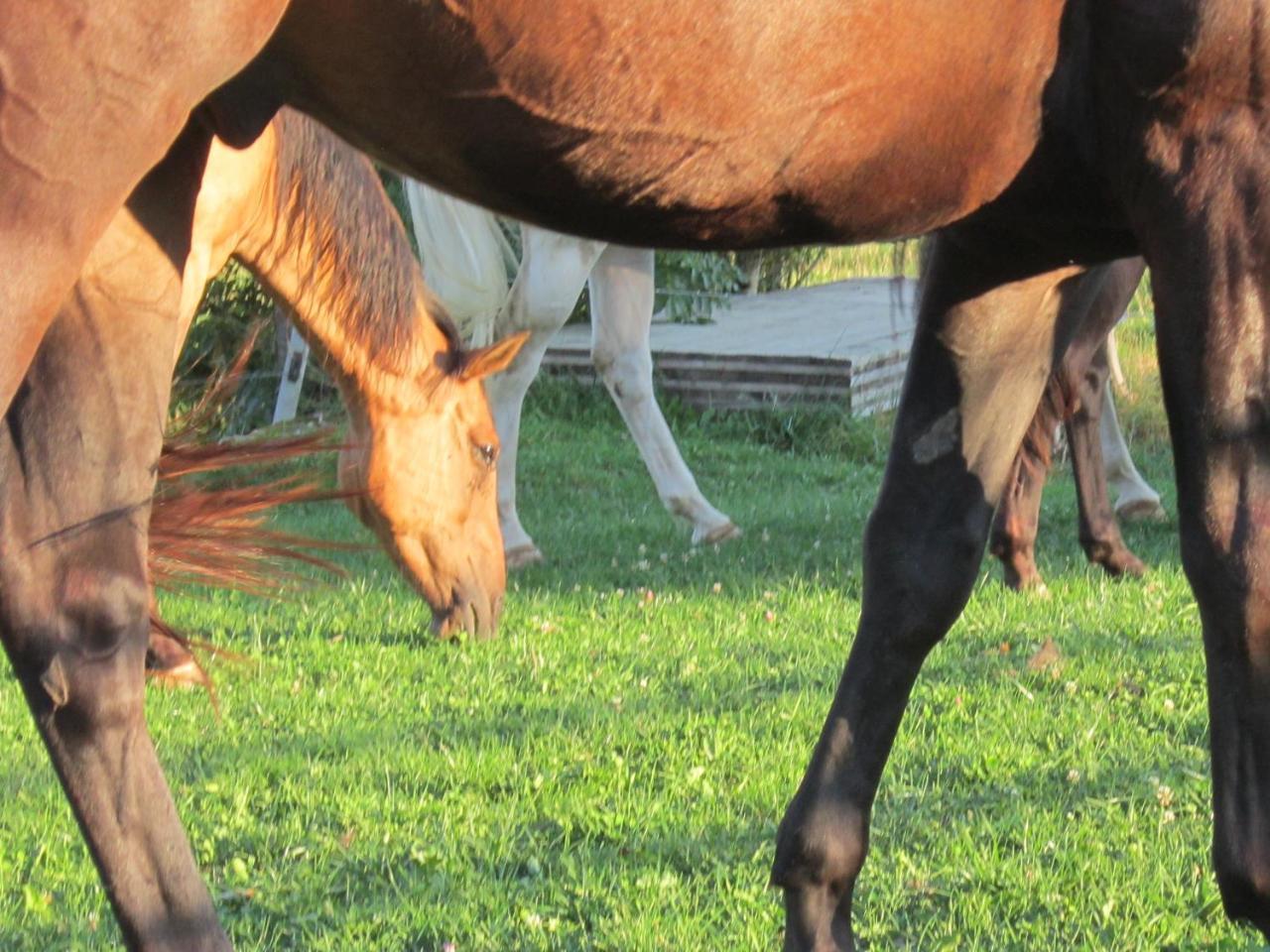 Miramont Horse Trekking Hostel Saicourt Exterior foto
